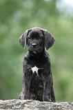 CANE CORSO 1143